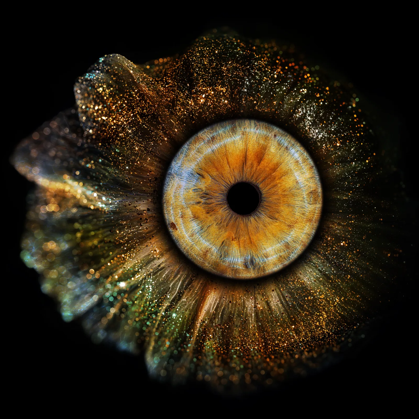 Golden Coral variant 2